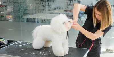 Woman trimming dog's fur